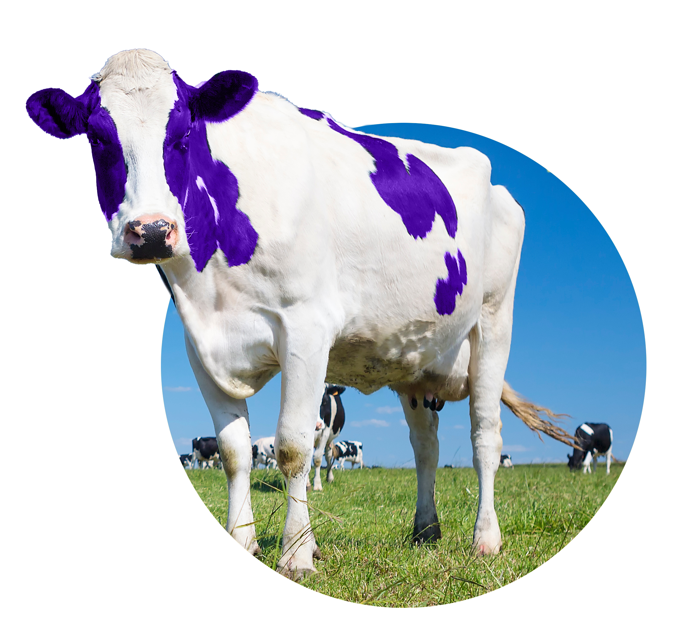 How to turn your marketing into a purple cow